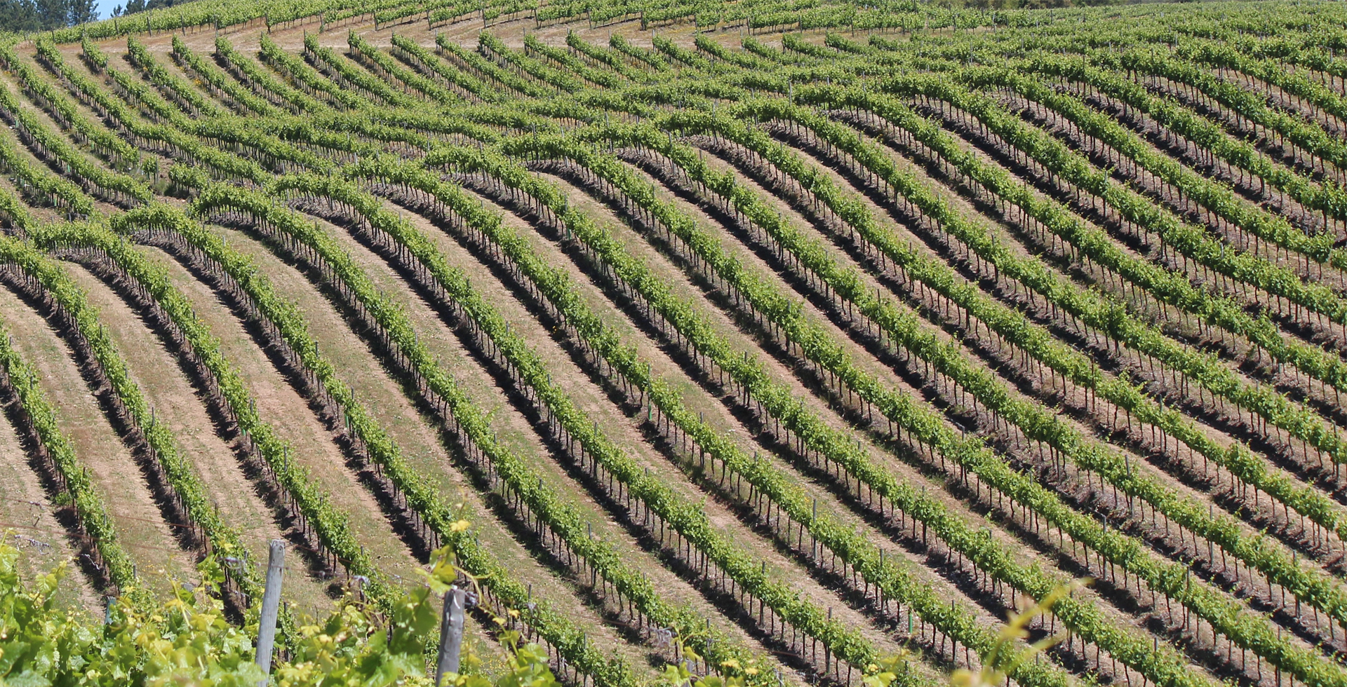 Juntos na Tradição do Tejo
